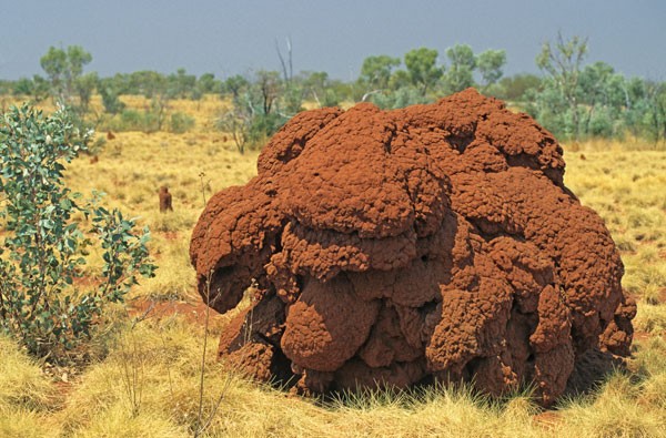 Australia+termiittej%E4+47832