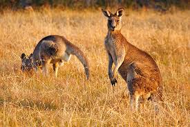 kangaroos