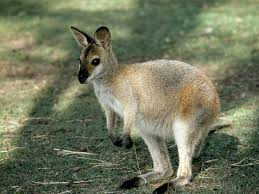 wallaby